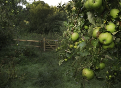 Apple trees in an orchard