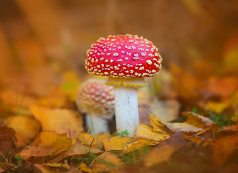 Fly agaric