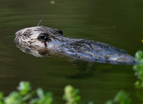 beaver kit