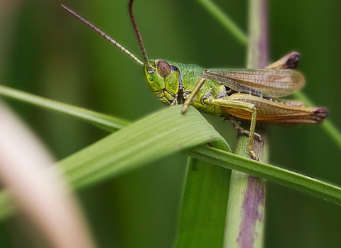 grasshopper