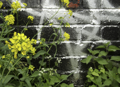 Urban wildlife - plants and graffiti