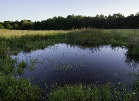 picture of a pond