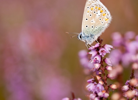 Common blue butterfly 