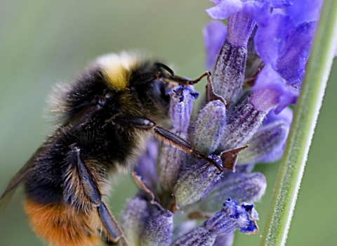 Red-tailed bumblebee (c) Penny Frith