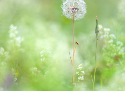 wildflowers