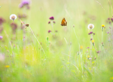 wildflower meadow