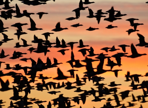 migration birds