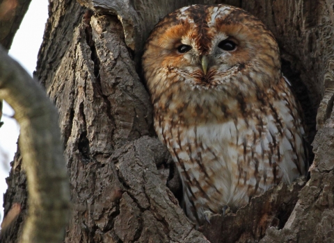 tawny owl