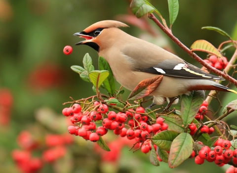 waxwing