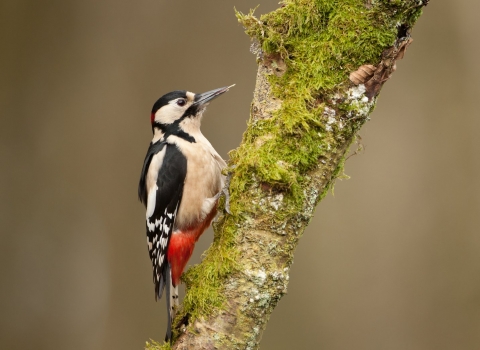 woodpecker