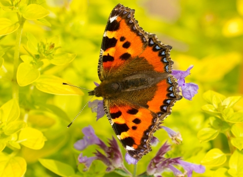 Small tortoiseshell