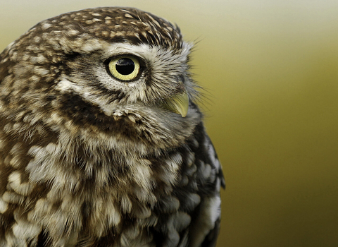 Little owl