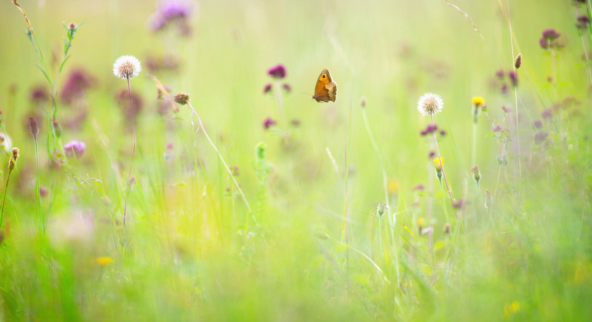 wildflower meadow